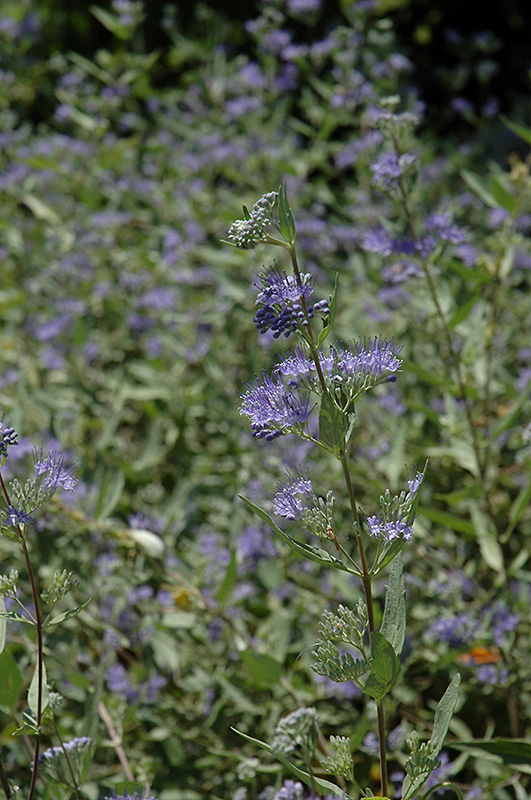 Bluebeard (Caryopteris x clandonensis) at Kennedy's Country Gardens