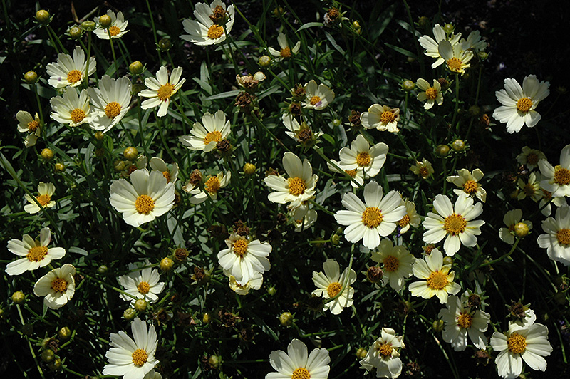 Star Cluster Tickseed (Coreopsis 'Star Cluster') at Kennedy's Country Gardens