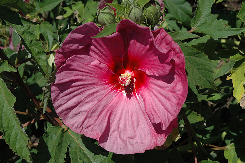 Summerific Berrylicious Hibiscus (Hibiscus 'Berrylicious') at Kennedy's Country Gardens