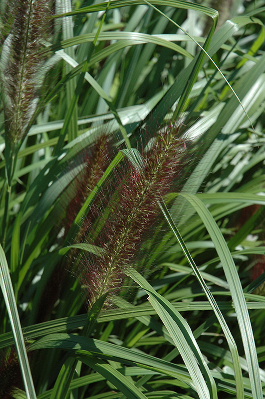 Red Head Fountain Grass (Pennisetum alopecuroides 'Red Head') at Kennedy's Country Gardens