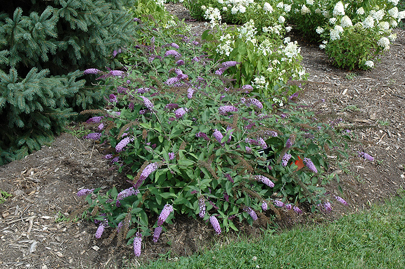 Flutterby Lavender Butterfly Bush (Buddleia davidii 'Podaras 11') at Kennedy's Country Gardens