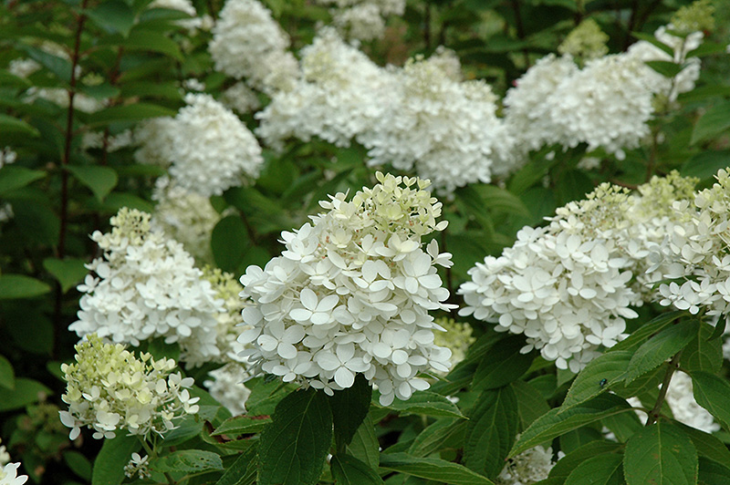 Fire And Ice Hydrangea (Hydrangea paniculata 'Wim's Red') at Kennedy's Country Gardens
