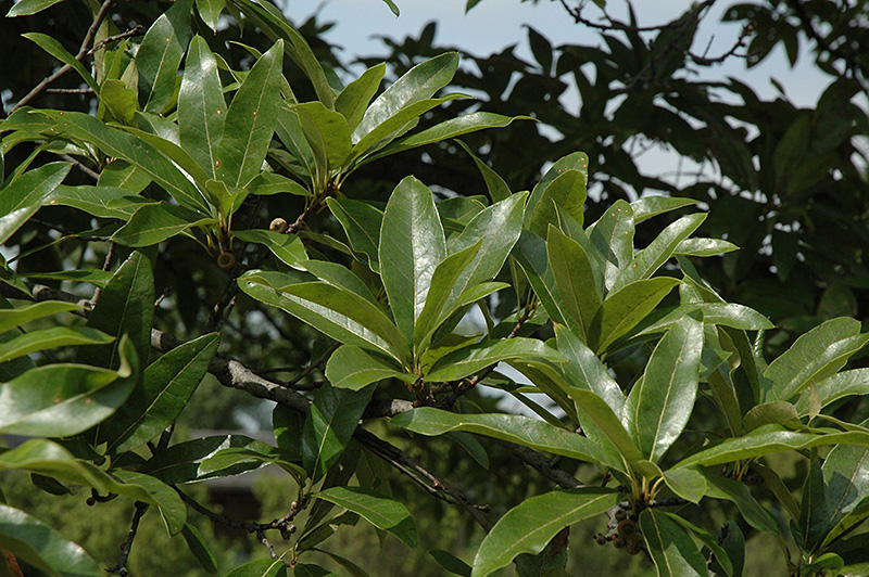 Shingle Oak (Quercus imbricaria) at Kennedy's Country Gardens