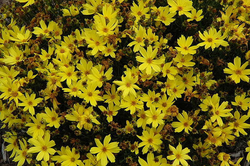 Citrine Tickseed (Coreopsis 'Citrine') at Kennedy's Country Gardens