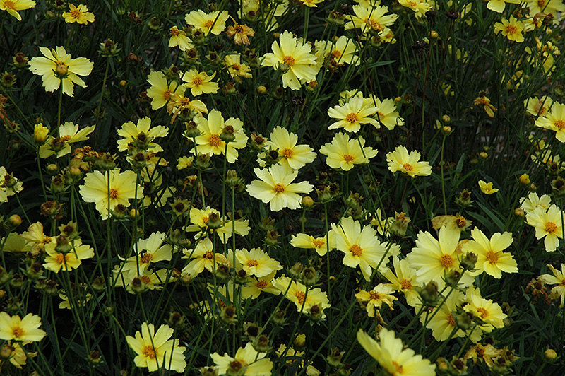 Full Moon Tickseed (Coreopsis 'Full Moon') at Kennedy's Country Gardens
