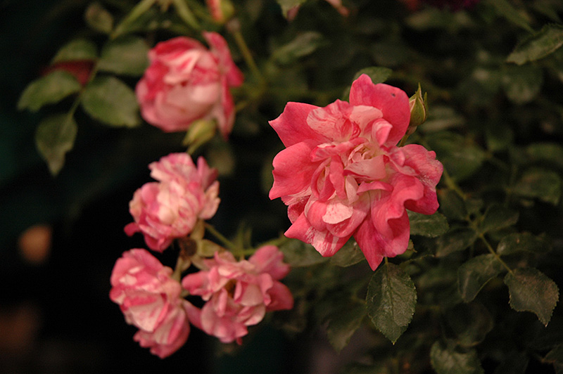Flower Carpet Pink Splash Rose (Rosa 'Noasplash') at Kennedy's Country Gardens