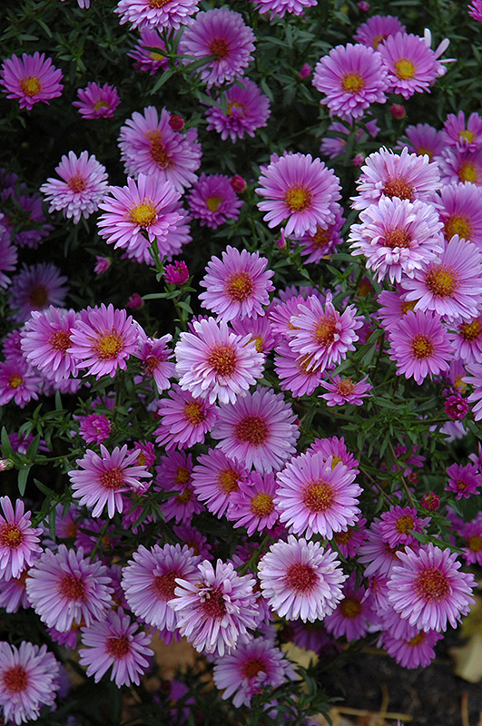 Purple Dome Aster (Aster novae-angliae 'Purple Dome') at Kennedy's Country Gardens