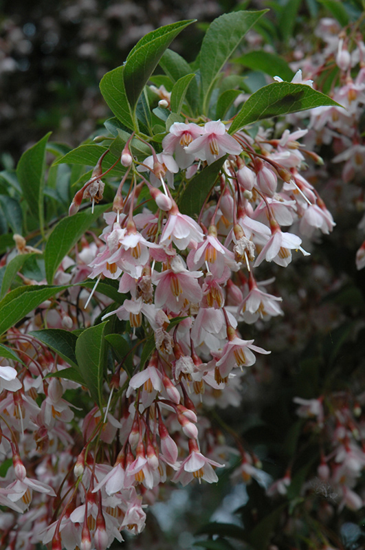 Pink Chimes Japanese Snowbell (Styrax japonicus 'Pink Chimes') at Kennedy's Country Gardens