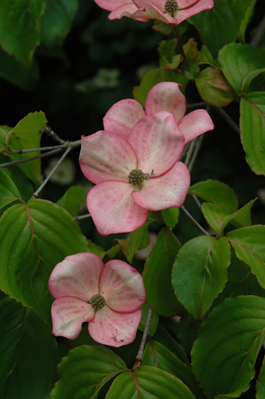 Stellar Pink Flowering Dogwood (Cornus 'Stellar Pink') at Kennedy's Country Gardens