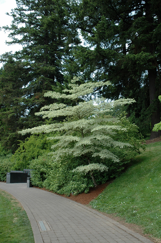 Variegated Giant Dogwood (Cornus controversa 'Variegata') at Kennedy's Country Gardens