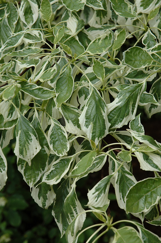 Variegated Giant Dogwood (Cornus controversa 'Variegata') at Kennedy's Country Gardens