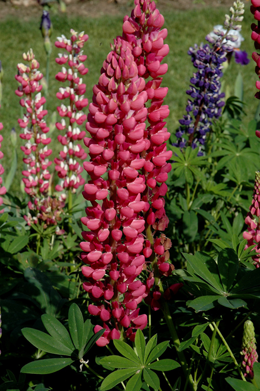 My Castle Lupine (Lupinus 'My Castle') at Kennedy's Country Gardens