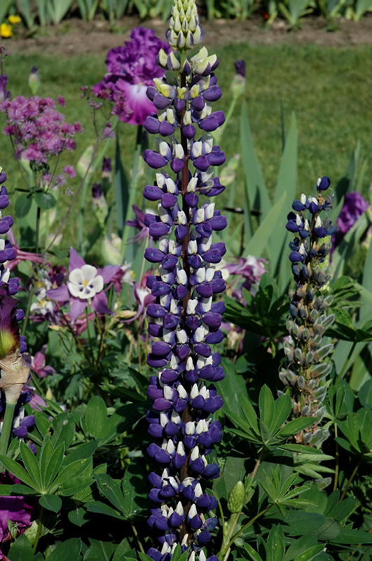The Governor Lupine (Lupinus 'The Governor') at Kennedy's Country Gardens