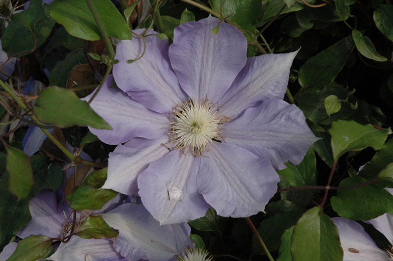 H.F. Young Clematis (Clematis 'H.F. Young') at Kennedy's Country Gardens