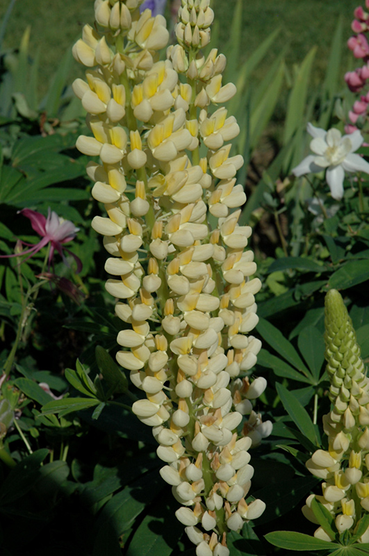 Russell Yellow Lupine (Lupinus 'Russell Yellow') at Kennedy's Country Gardens