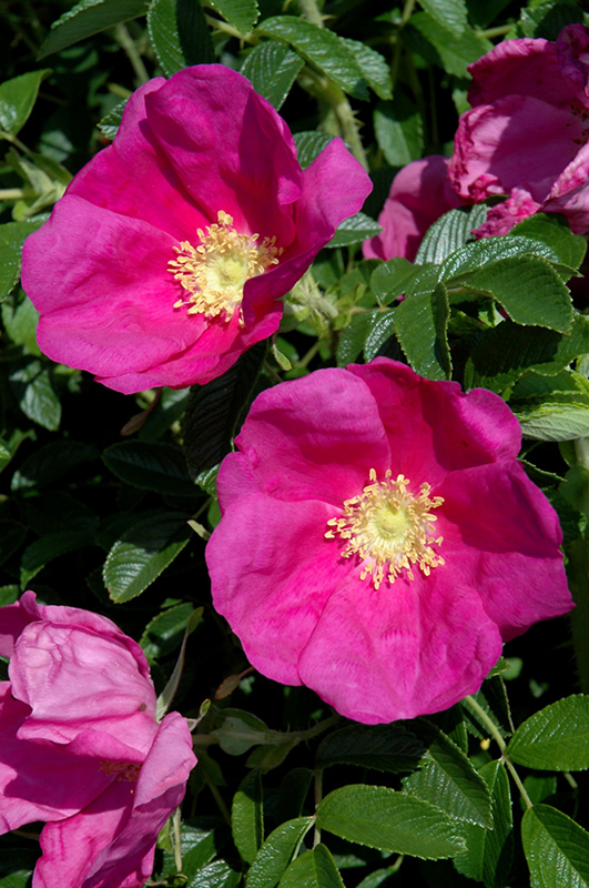 Raspberry Rugostar Rose (Rosa 'Meitozaure') at Kennedy's Country Gardens