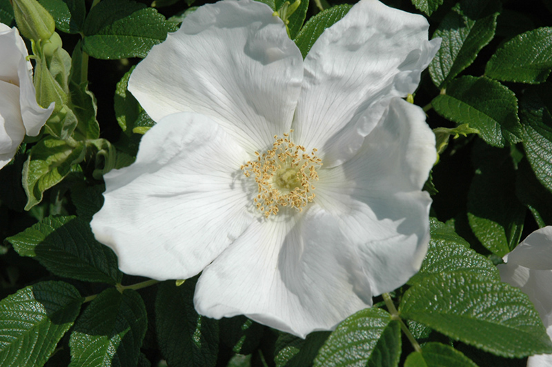 White Rugosa Rose (Rosa rugosa 'Alba') at Kennedy's Country Gardens
