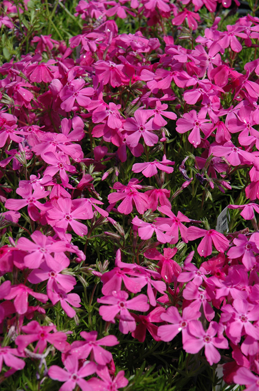 Drummond's Pink Moss Phlox (Phlox subulata 'Drummond's Pink') at Kennedy's Country Gardens