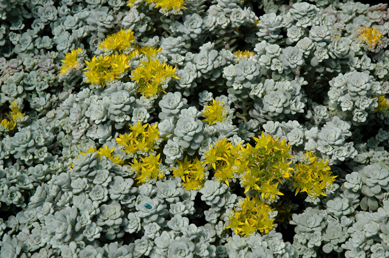 Cape Blanco Stonecrop (Sedum spathulifolium 'Cape Blanco') at Kennedy's Country Gardens