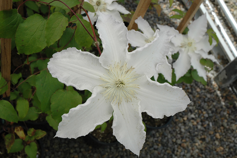 Gillian Blades Clematis (Clematis 'Gillian Blades') at Kennedy's Country Gardens