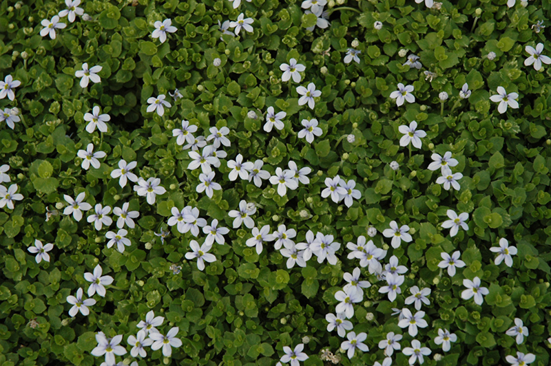 Blue Star Creeper (Isotoma fluviatilis) at Kennedy's Country Gardens