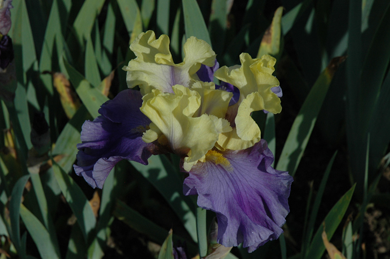 Edith Wolford Iris (Iris 'Edith Wolford') at Kennedy's Country Gardens