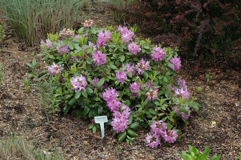 Minnetonka Rhododendron (Rhododendron 'Minnetonka') at Kennedy's Country Gardens