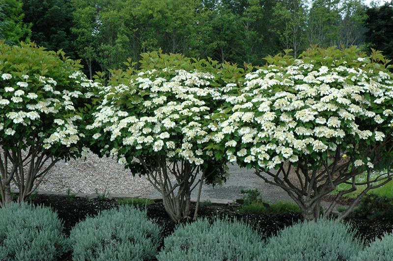 Compact European Cranberry (Viburnum opulus 'Compactum') at Kennedy's Country Gardens