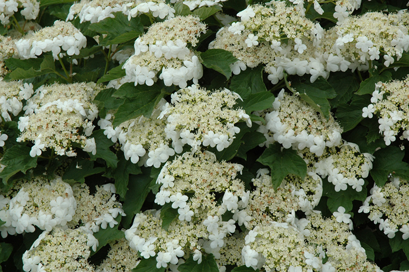Compact European Cranberry (Viburnum opulus 'Compactum') at Kennedy's Country Gardens