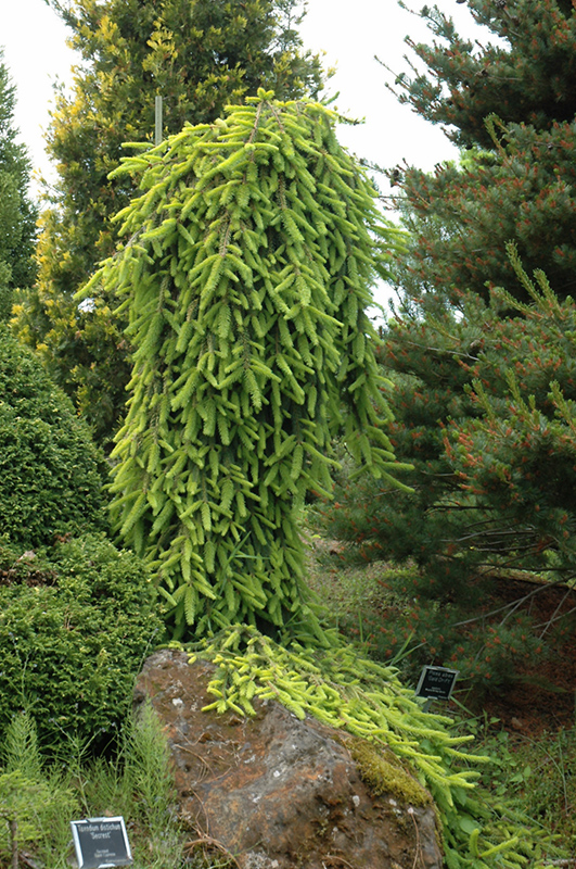 Gold Drift Norway Spruce (Picea abies 'Gold Drift') at Kennedy's Country Gardens