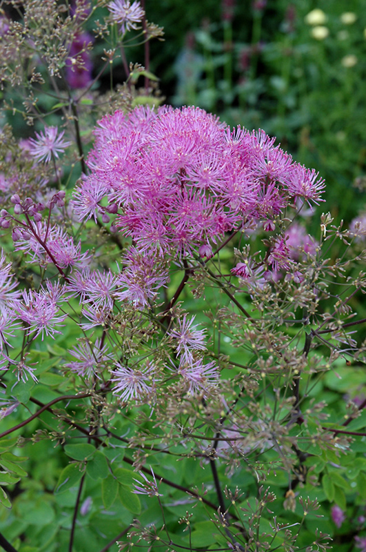 Black Stockings Meadow Rue (Thalictrum 'Black Stockings') at Kennedy's Country Gardens