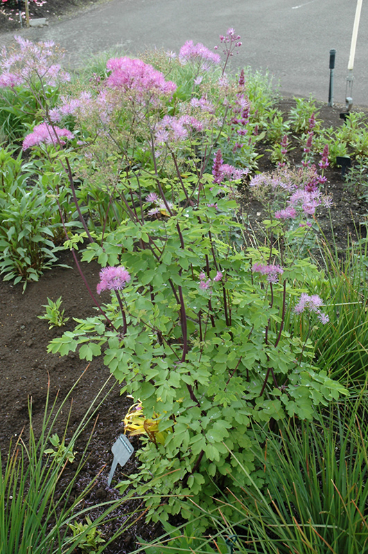 Black Stockings Meadow Rue (Thalictrum 'Black Stockings') at Kennedy's Country Gardens