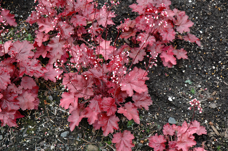 Fire Chief Coral Bells (Heuchera 'Fire Chief') at Kennedy's Country Gardens