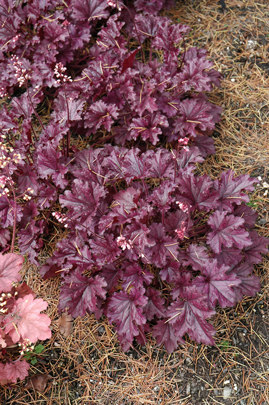 Forever Purple Coral Bells (Heuchera 'Forever Purple') at Kennedy's Country Gardens
