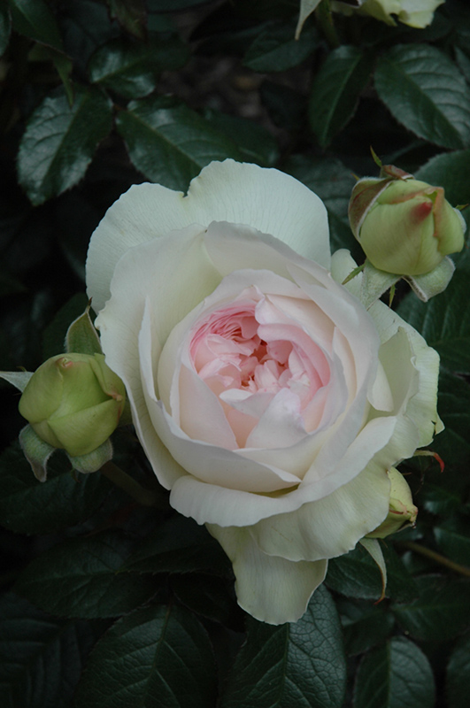 Bolero Rose (Rosa 'Meidelweis') at Kennedy's Country Gardens