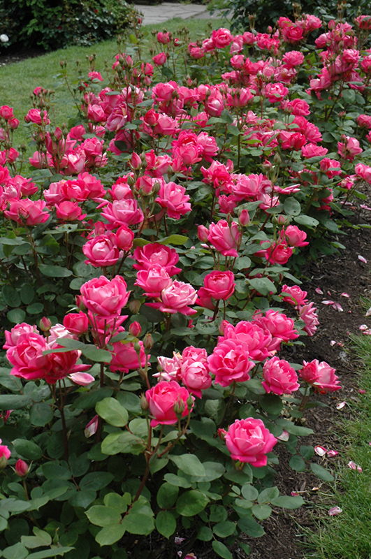 Double Knock Out Rose (Rosa 'Radtko') at Kennedy's Country Gardens