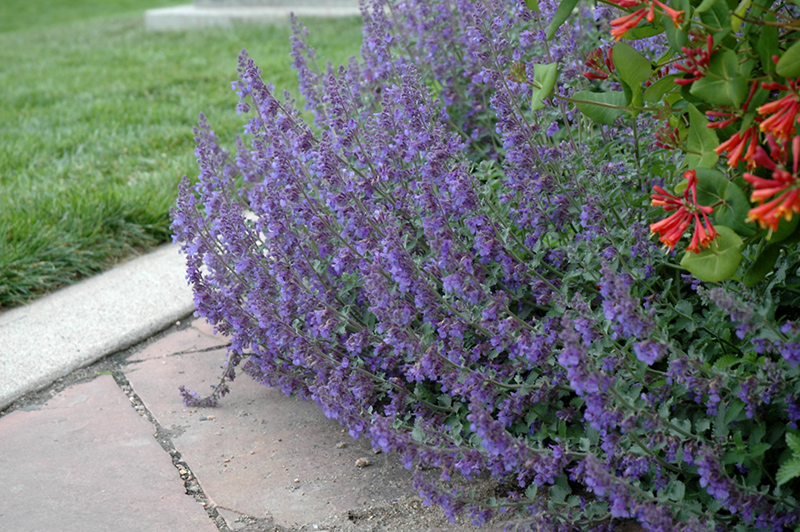 Six Hills Giant Catmint (Nepeta x faassenii 'Six Hills Giant') at Kennedy's Country Gardens