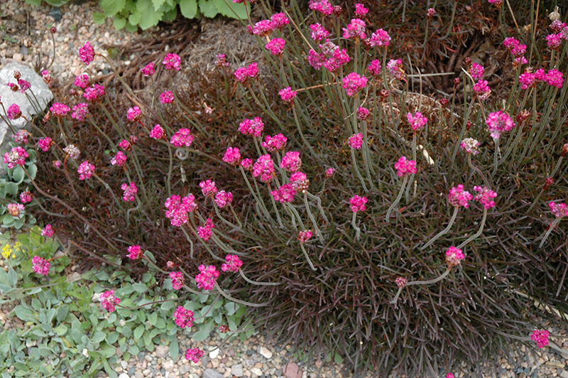 Red-leaved Sea Thrift (Armeria maritima 'Rubrifolia') at Kennedy's Country Gardens