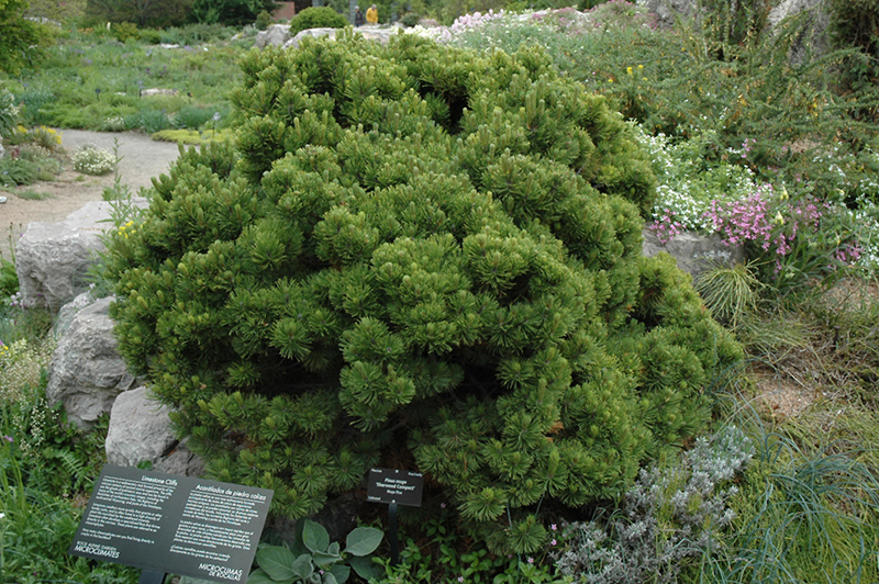 Sherwood Compact Mugo Pine (Pinus mugo 'Sherwood Compact') at Kennedy's Country Gardens