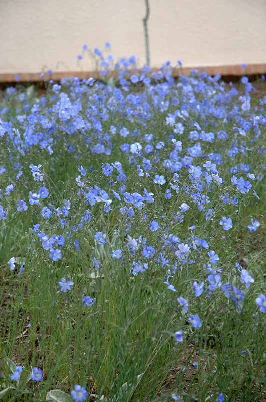 Blue Sapphire Perennial Flax (Linum perenne 'Blue Sapphire') at Kennedy's Country Gardens