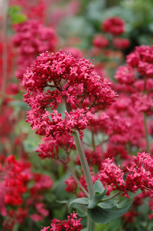 Red Valerian (Centranthus ruber) at Kennedy's Country Gardens