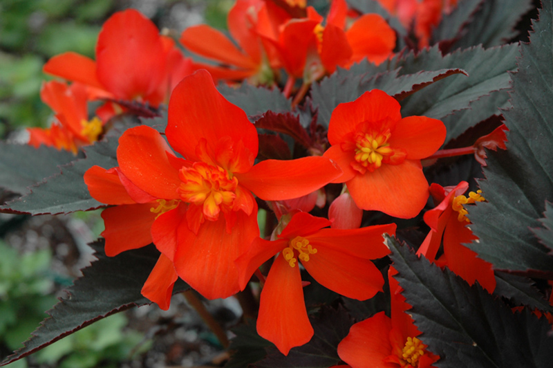 Unstoppable Upright Fire Begonia (Begonia 'Unstoppable Upright Fire') at Kennedy's Country Gardens