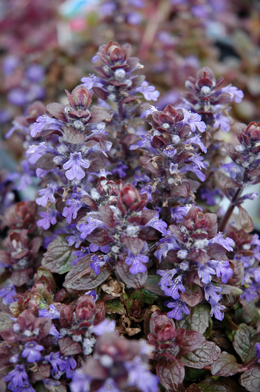 Bronze Beauty Bugleweed (Ajuga reptans 'Bronze Beauty') at Kennedy's Country Gardens