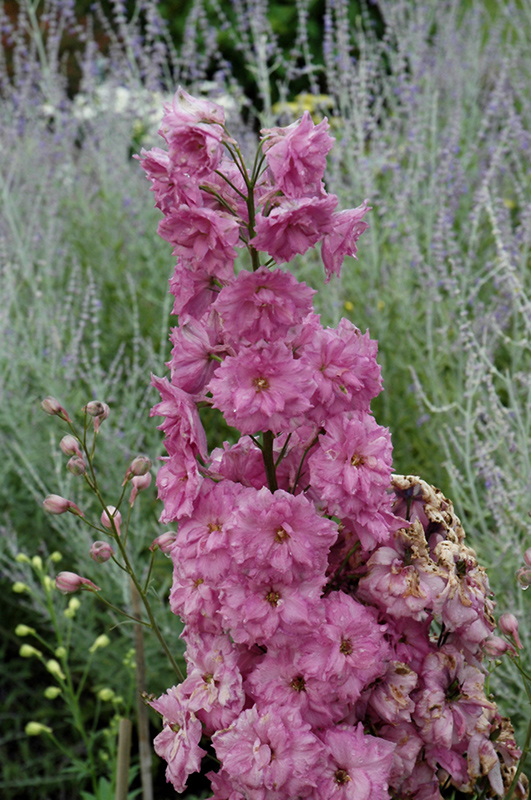 Pink Punch Larkspur (Delphinium 'Pink Punch') at Kennedy's Country Gardens