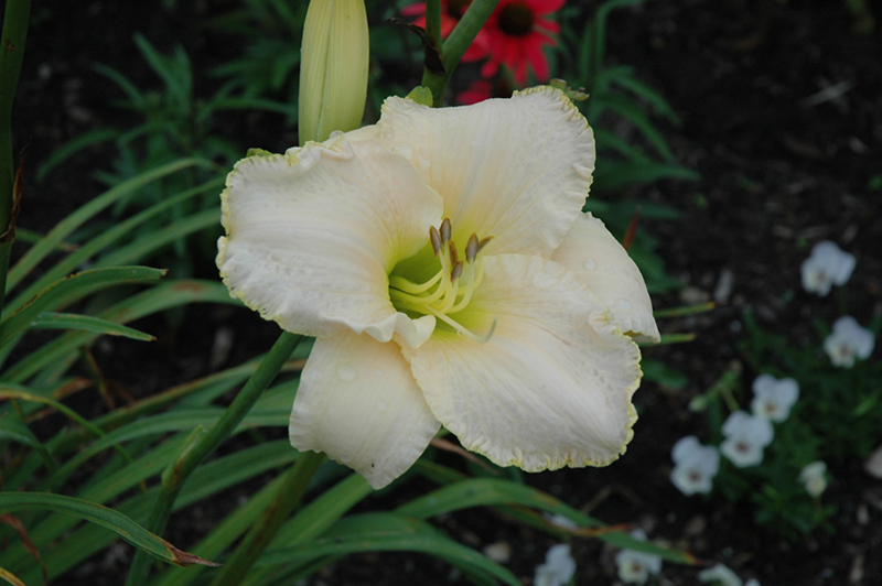 Early Snow Daylily (Hemerocallis 'Early Snow') at Kennedy's Country Gardens