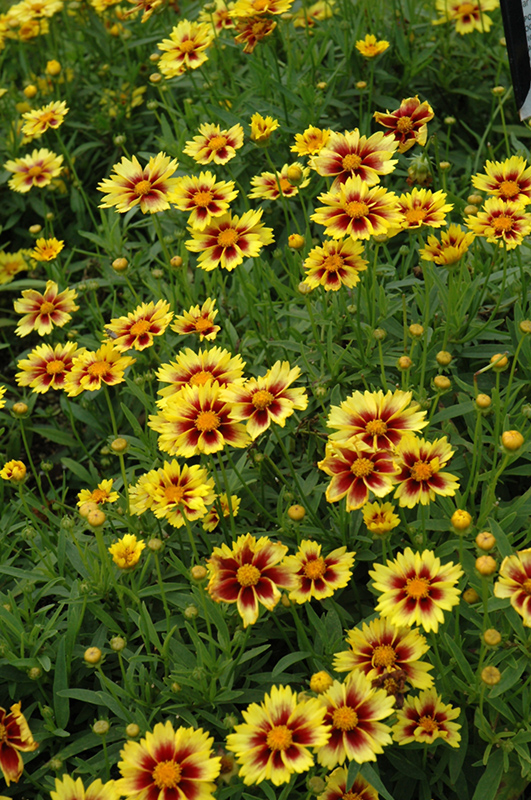 Enchanted Eve Tickseed (Coreopsis 'Enchanted Eve') at Kennedy's Country Gardens