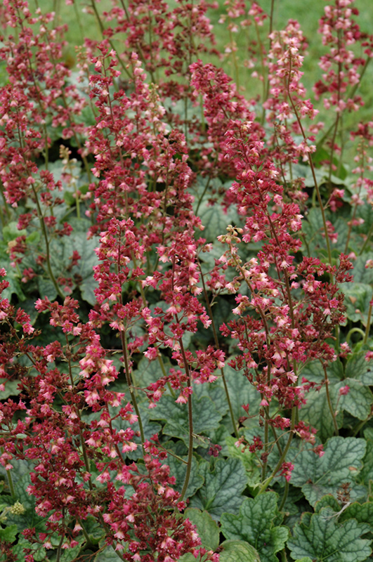 Berry Timeless Coral Bells (Heuchera 'Berry Timeless') at Kennedy's Country Gardens