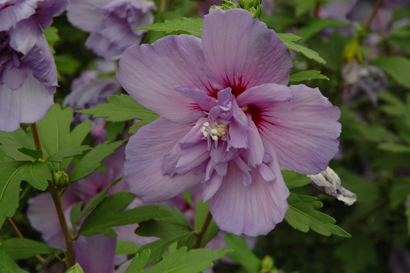 Blue Chiffon Rose of Sharon (Hibiscus syriacus 'Notwoodthree') at Kennedy's Country Gardens