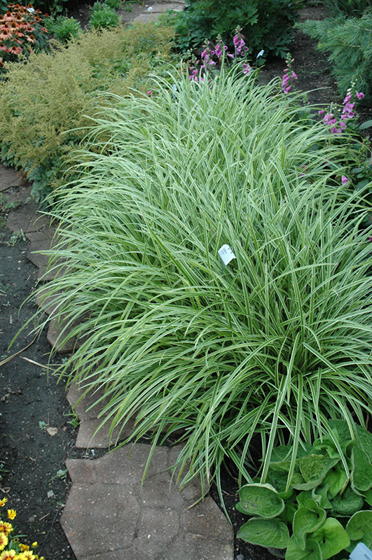 Ice Dance Sedge (Carex morrowii 'Ice Dance') at Kennedy's Country Gardens