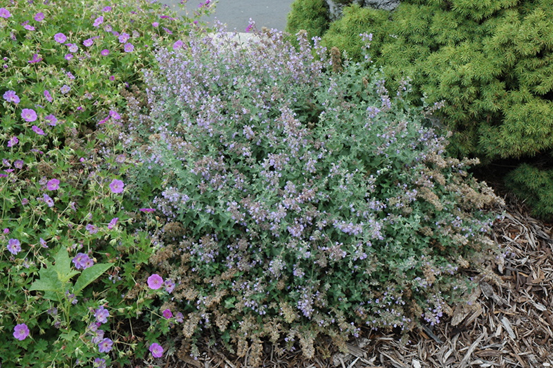 Cat's Meow Catmint (Nepeta x faassenii 'Cat's Meow') at Kennedy's Country Gardens